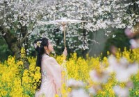 平顶山约吧，第二届姚庄樱花节，谁和我一起去看浪漫樱花雨？