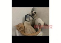 真的有二婚交友网吸猫网？专为爱猫人士打造的再婚平台！