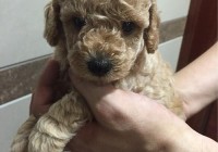 19楼杭州宠物论坛首页怎么找？快速访问指南！