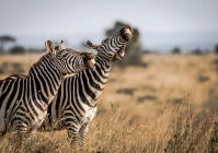 经典搞笑短句2020(快手文案短句爱情搞笑)