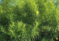 个性独立的微信签名(个性签名1什么意思)