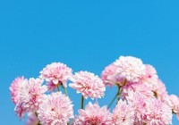 早安心语情感短语集锦：开启美好一天的正能量