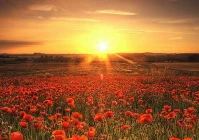 爱情伤感的简短句子(有什么唯美的句子可以形容我想你了)