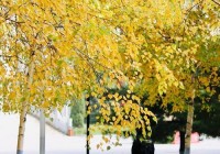 相约风月交友网,哈尔滨单身男女？