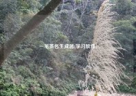 一笔签名生成器(学习软件)