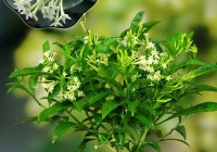 夜来香是什么梗？解析“夜来香”背后的含义与用法