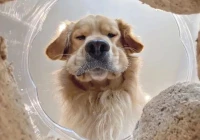 2020搞笑精辟语录(2020最佳幽默段子文)