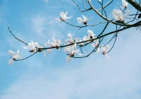 短句文案干净(留级文案短句干净)