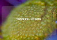 于沉默破茧期，绽生命芳华