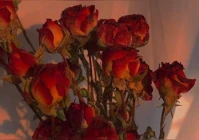 伤感句(可以说一句让人泪目的伤感句子吗)