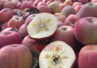 新疆阿克苏苹果图片新鲜出炉，馋哭隔壁小孩！