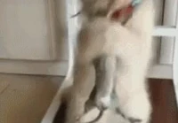 搞笑语录2020短句幽默大全(怎么做一个搞笑的逗逼)