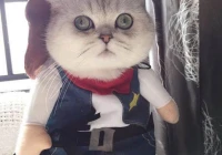 搞笑短句子大全(求订单的搞笑句子)