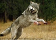 狼群在线观看免费完整版，多线路切换任你选！