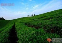 荆楚网中部崛起咸宁论坛：探索咸宁经济发展新机遇