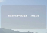 探秘淡水生态中灵动精灵——小型亚口鱼