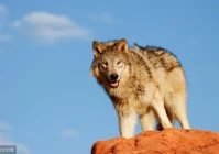 人生格言简短霸气(有哪些适合发微信朋友圈的经典语录)