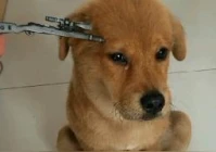 搞笑语录押韵顺口溜(单人搞笑快板顺口溜)