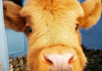 伤感10字短句(你觉得最伤感的诗句是哪句)