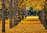 语录文案治愈(关于尼克杨的伤感语录)