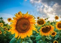 人性最扎心的现实语录(需要明白哪些必要的扎心的潜台词)