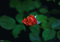 爱情说说我的心里话歌词(秦梦瑶朝阳沟亲家母对唱歌词)