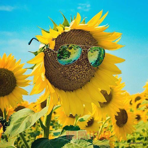 好心情,像阳光一样灿烂(微笑是最好的礼物,送给每一天)