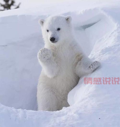 世纪佳缘情感说说：爱在心中，与你相守一生