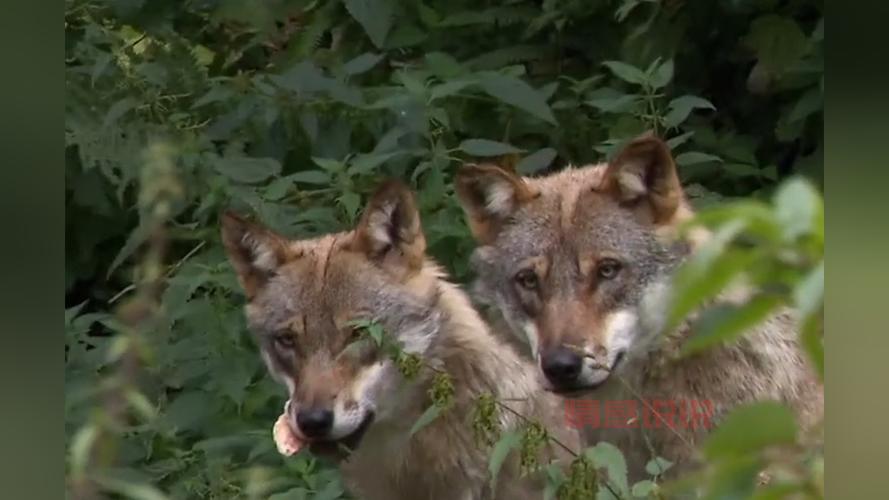 郑州狼群论坛2024：解锁精彩狼群社区体验