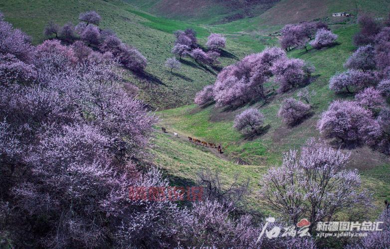 新疆天山网首页:新疆新闻第一门户,全面覆盖本地资讯