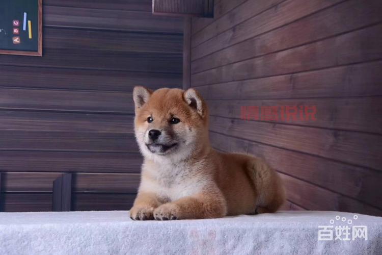 齐齐哈尔百姓网找工作:最新招聘信息一网打尽