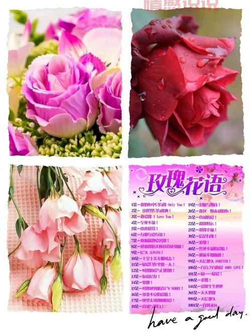 探索玫瑰花的浪漫诗句:爱情与美丽的象征