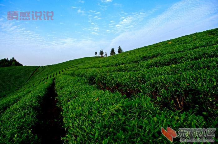 荆楚网中部崛起咸宁论坛：探索咸宁经济发展新机遇