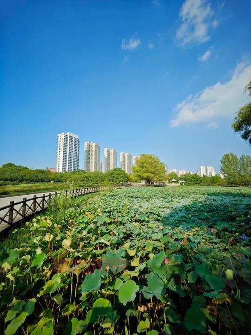 美丽河南平顶山图片：白龟湖、城市湿地与自然景观