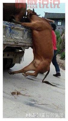 遵义同城网红作死秀车技,飙车视频成证据,被抓个正着!