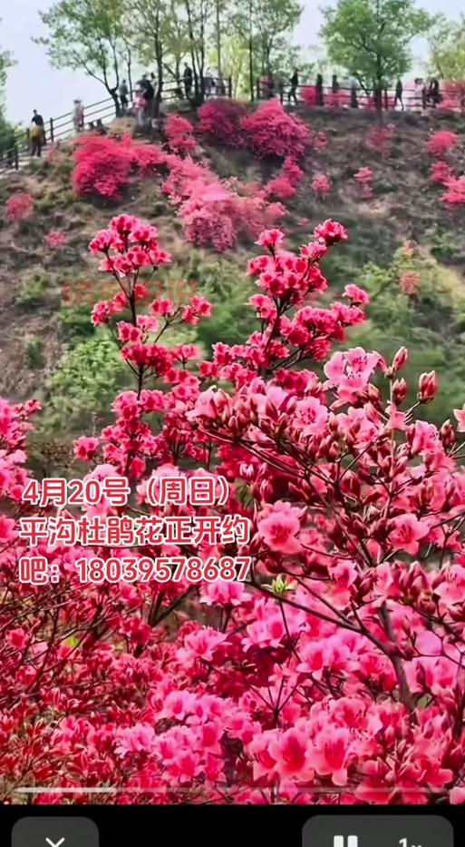 鲁山吧到底有多火?6万多会员在线等你来唠嗑!