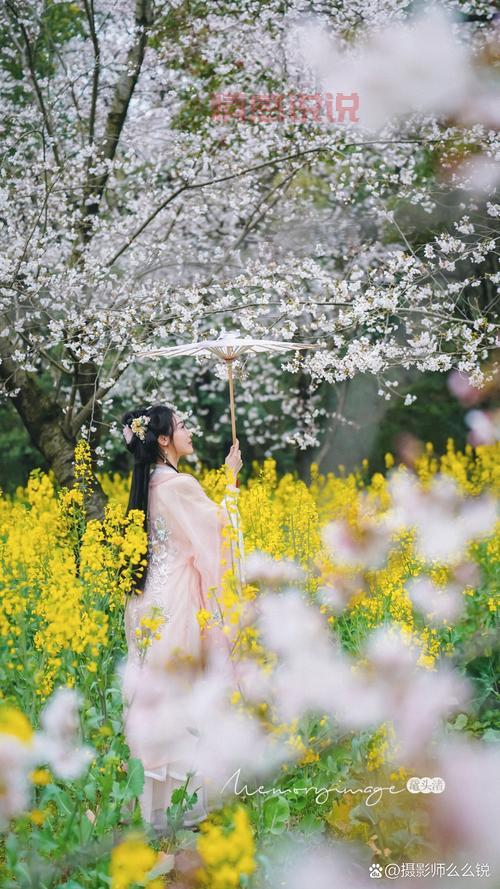 平顶山约吧,第二届姚庄樱花节,谁和我一起去看浪漫樱花雨?