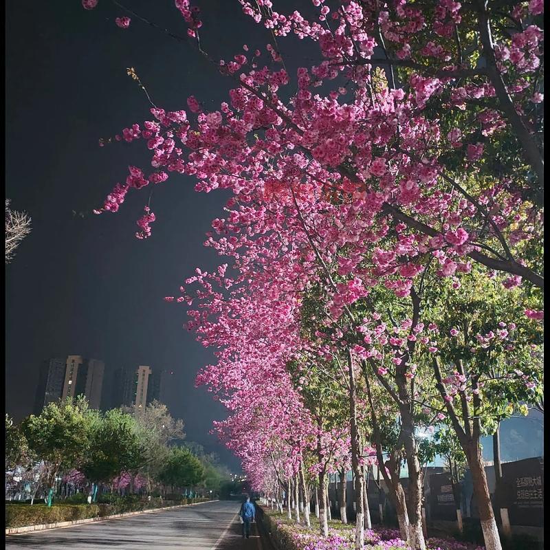 平顶山约吧,第二届姚庄樱花节,谁和我一起去看浪漫樱花雨?