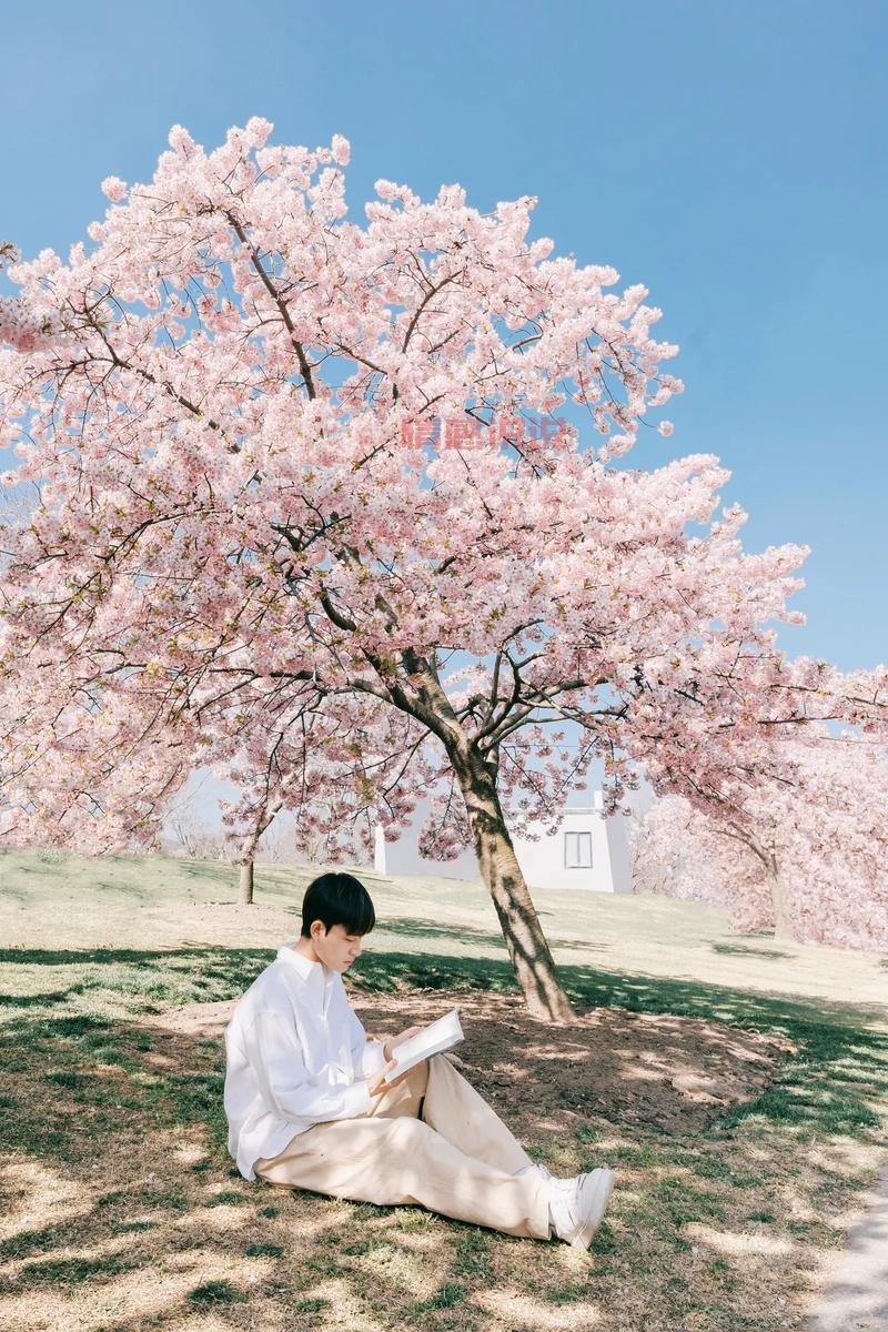 平顶山约吧,第二届姚庄樱花节,谁和我一起去看浪漫樱花雨?