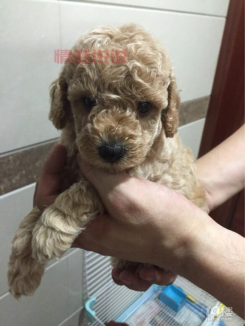 19楼杭州宠物论坛首页怎么找?快速访问指南!