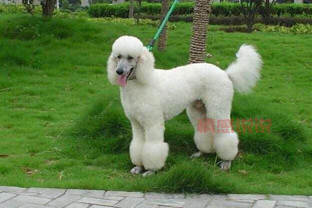 19楼杭州宠物论坛首页怎么找?快速访问指南!