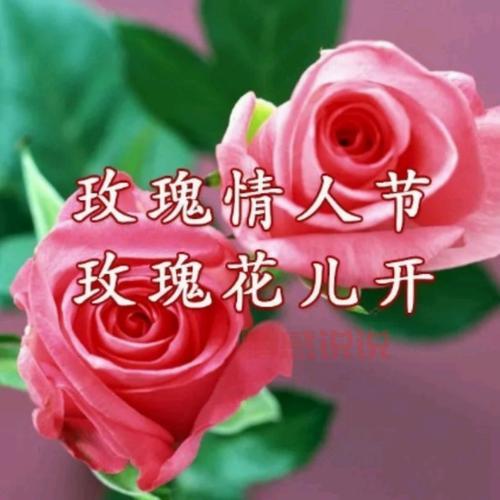 还在单身?玫瑰情人交友网试试,帮你找到TA!