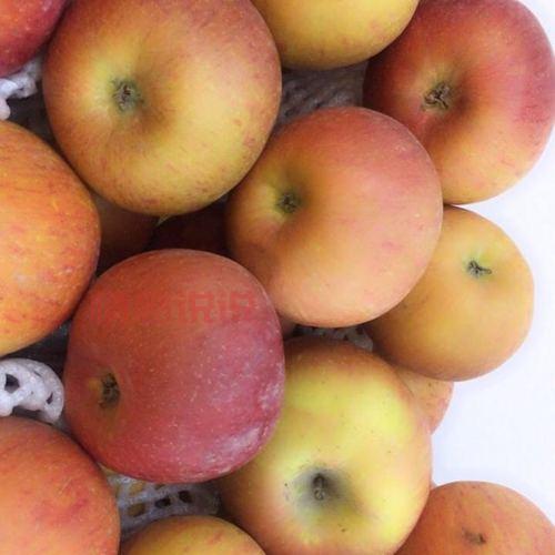 新疆阿克苏苹果图片新鲜出炉，馋哭隔壁小孩！