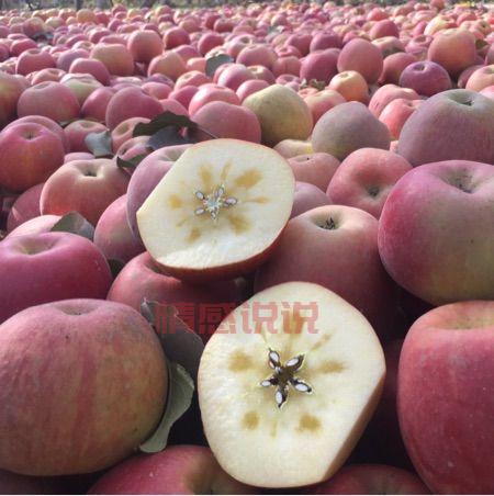 新疆阿克苏苹果图片新鲜出炉，馋哭隔壁小孩！