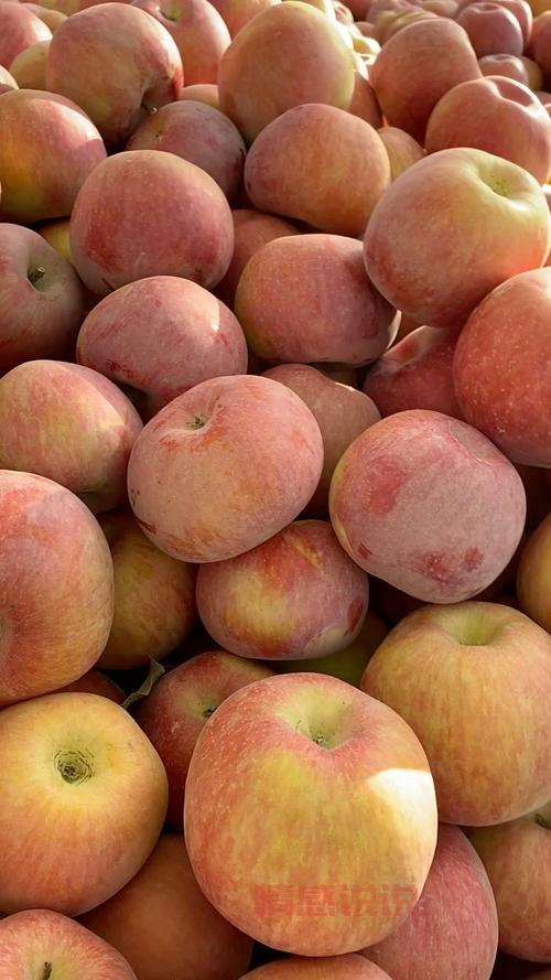 新疆阿克苏苹果图片新鲜出炉，馋哭隔壁小孩！