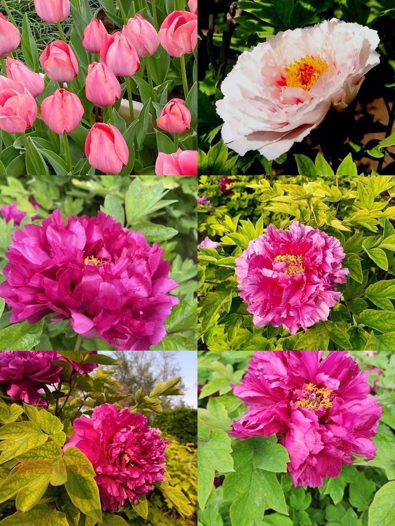 过年想去郑州人民公园?先看开放时间安排!