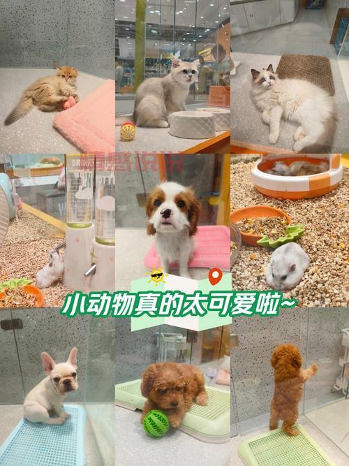 阿克苏哪里有卖仓鼠的？这几个地方宠物店比较全！