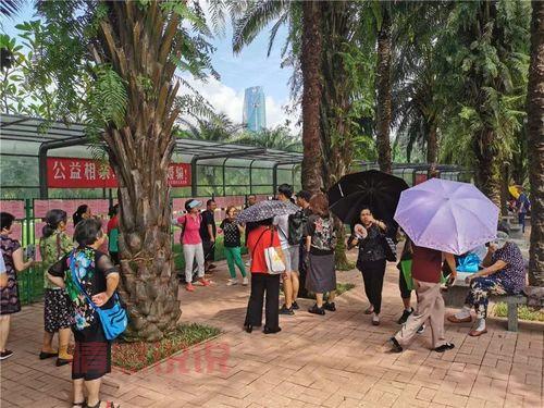 深圳莲花山相亲公园图集，相亲角到底长啥样？