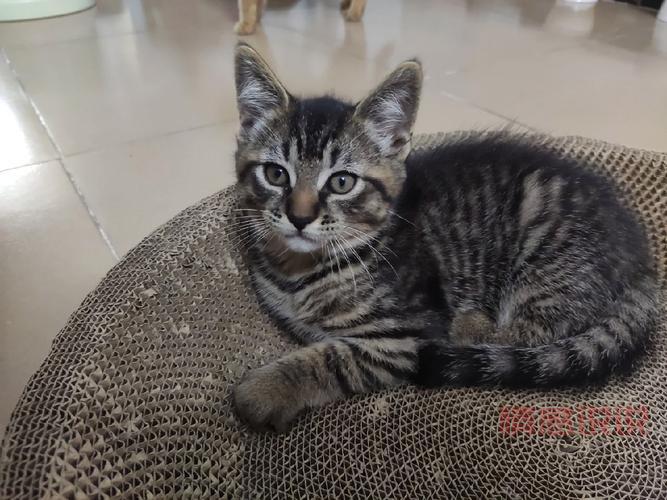 真的有二婚交友网吸猫网?专为爱猫人士打造的再婚平台!