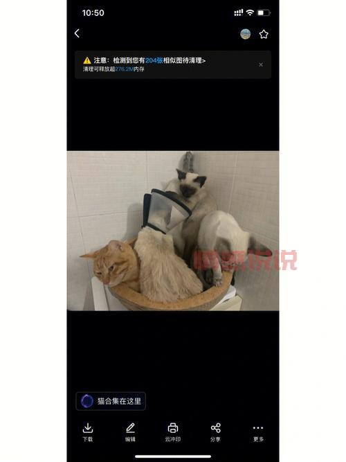 真的有二婚交友网吸猫网?专为爱猫人士打造的再婚平台!